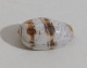 68357 Conchiglia Di Mare - Oliva Bulbiformis - 40 Mm - Seashells & Snail-shells