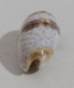 68357 Conchiglia Di Mare - Oliva Bulbiformis - 40 Mm - Seashells & Snail-shells