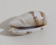 68357 Conchiglia Di Mare - Oliva Bulbiformis - 40 Mm - Seashells & Snail-shells