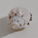 68358 Conchiglia Di Mare - Casmaria Erinaceus - 40 Mm - Seashells & Snail-shells