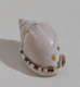 68358 Conchiglia Di Mare - Casmaria Erinaceus - 40 Mm - Seashells & Snail-shells