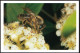 CP Publicitaire Abeille Bee Apis Mellifera Sur Fleur De Tilleul  Domaine Apicole De Chezelles 36500 - Insectes