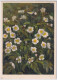 Zeltner Künstlerkarte - 16 Eisenhutblättriger Hahnenfuss - Gelaufen 1936 Ab Neuchâtel - Flowers