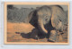 Tchad - Un Jeune éléphant - Ed. Cyprien Fabre  - Tschad