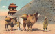 China - BEIJING - Camels At Peking - Publ. Young Photo Co. - The Universal Postcard & Picture Co.  - China