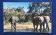 Eléphants à La Rivière, Lib "Au Messager", N° 192 - Cameroon