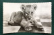 Le Petit Lion, Lib "Au Messager", N° 211 - Brazzaville