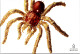 23-4-2024 (2 Z 50) Australia - Australian Museum (Spider) - Insetti