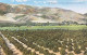 An Orange Grove Near The Foothills, California - Other & Unclassified