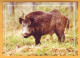 2015 Moldova Moldavie Moldau  Fauna Wildlife. Postcard With An Original Postage Stamp. Wild Boar - Pigs