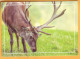 2015 Moldova Moldavie Moldau  Fauna Wildlife. Postcard With An Original Postage Stamp. Moose. - Moldavie