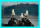 A771 / 451 OISEAU Bretagne - Birds