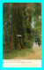 A793 / 629 CALIFORNIA Santa Cruz Big Tree Grove - Other & Unclassified