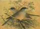 Animaux - Oiseaux - Blackcap - Dessin De J G Keulemans - Fauvette à Tête Noire - CPM - Voir Scans Recto-Verso - Birds