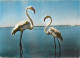 Oiseaux - Flamants Roses - Camargue - Flamingos - CPM - Voir Scans Recto-Verso - Birds