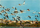 Oiseaux - Flamants Roses - Camargue - Flamingos - CPM - Voir Scans Recto-Verso - Birds