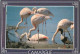 Oiseaux - Flamants Roses - Camargue - Flamingos - CPM - Voir Scans Recto-Verso - Birds