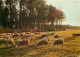 40. TROUPEAU DE MOUTONS AU SOLEIL COUCHANT .   VISAGE DES LANDES - Zonder Classificatie