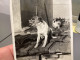 Snapshot 1930 Cannes Chat,chien  Assis Qui Regarde La Photo Derrière Lui Grillage  Assis Sur Des Tuiles Chien Chat - Sonstige & Ohne Zuordnung