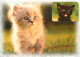 Animaux - Chats - CPM - Voir Scans Recto-Verso - Gatos