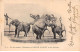 Cirque - N°83073 - Un Des Groupes D'Eléphants De Barnum & Bailey En Fine Indienne - Cirque