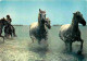 Animaux - Chevaux - Camargue - L'heure De La Baignade - CPM - Voir Scans Recto-Verso - Pferde