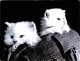 Animaux - Chats - CPM - Voir Scans Recto-Verso - Gatos