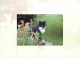 Animaux - Chats - CPM - Voir Scans Recto-Verso - Katzen