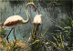 Oiseaux - Flamants Roses - Camargue - Flamingos - CPSM Grand Format - Voir Scans Recto-Verso - Vögel