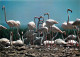 Oiseaux - Flamants Roses - Flamingos - CPM - Voir Scans Recto-Verso - Vögel