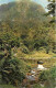 Martinique - Le Carbet - Paysage De Montagne - La Rivière Blanche à L'Alma Dans Les Pitons Du Carbet - Etat Pli Visible  - Autres & Non Classés