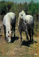 Animaux - Chevaux - Camargue - Chevaux Sauvages En Liberté - Carte Neuve - CPM - Voir Scans Recto-Verso - Caballos