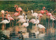 Oiseaux - Flamants Roses - Parc Floral De La Source à Orléans - Flamingos - CPM - Voir Scans Recto-Verso - Birds