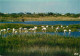 Oiseaux - Flamants Roses - Camargue - Flamingos - CPM - Voir Scans Recto-Verso - Birds