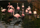 Oiseaux - Flamants Roses - Camargue - Flamingos - CPM - Voir Scans Recto-Verso - Birds