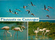 Oiseaux - Flamants Roses - Camargue - Flamingos - CPM - Voir Scans Recto-Verso - Birds