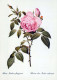 FLOWERS Vintage Ansichtskarte Postkarte CPSM #PBZ673.A - Fleurs