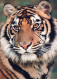TIGER RAUBKATZE Tier Vintage Ansichtskarte Postkarte CPSM Unposted #PAM025.A - Tigers