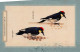 UCCELLO Animale Vintage Cartolina CPSM #PBR661.A - Vögel