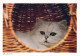 CHAT CHAT Animaux Vintage Carte Postale CPSM #PBQ831.A - Chats