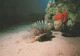 FISCH Tier Vintage Ansichtskarte Postkarte CPSM #PBS879.A - Pescados Y Crustáceos