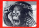 MONKEY Animals Vintage Postcard CPSM #PAN983.GB - Singes