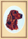 PERRO Animales Vintage Tarjeta Postal CPSM #PAN851.ES - Hunde