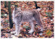 TIGRE GATO GRANDE Animales Vintage Tarjeta Postal CPSM #PAM021.ES - Tijgers