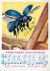 INSECTS Animals Vintage Postcard CPSM #PBS502.GB - Insects