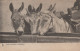 BURRO Animales Vintage Antiguo CPA Tarjeta Postal #PAA206.ES - Esel