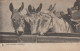 BURRO Animales Vintage Antiguo CPA Tarjeta Postal #PAA206.ES - Burros