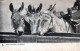 BURRO Animales Vintage Antiguo CPA Tarjeta Postal #PAA206.ES - Anes