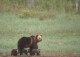 OSO Animales Vintage Tarjeta Postal CPSM #PBS381.ES - Bears