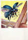 INSECTOS Animales Vintage Tarjeta Postal CPSM #PBS503.ES - Insetti